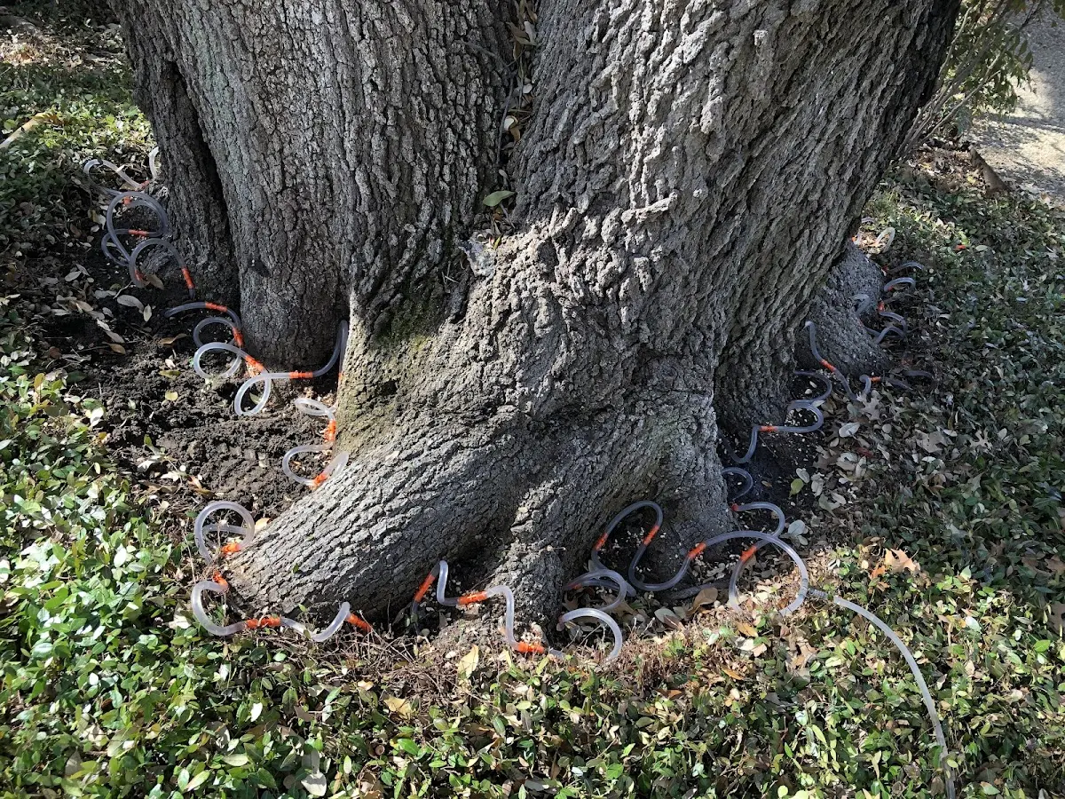 Detailed Tree Cabling and Bracing job site in Brandy Station