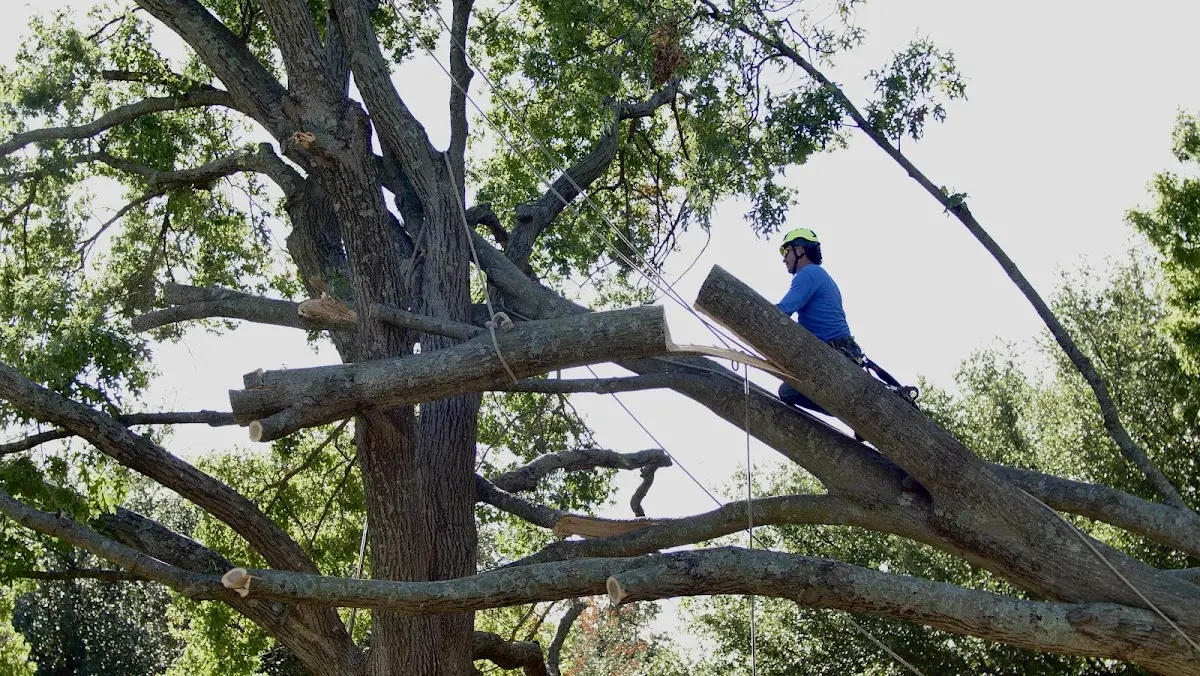 Professional Crown Thinning performed by certified arborists in Brandy Station